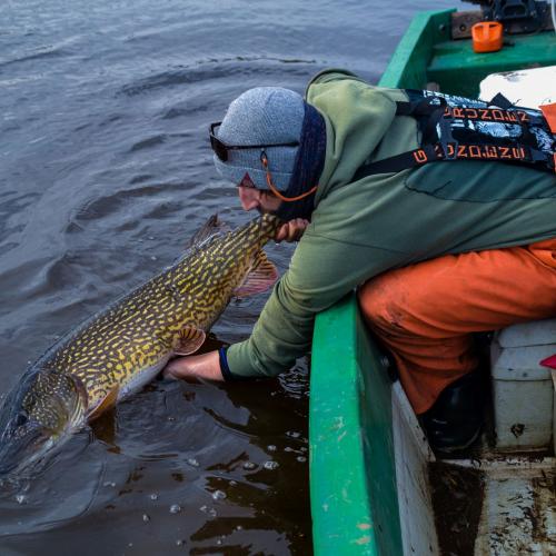 Ein Hecht wird von einem Angler ins Wasser zur&uuml;ckgesetzt.