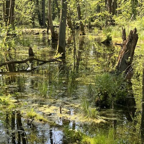 Flooded forest landscape