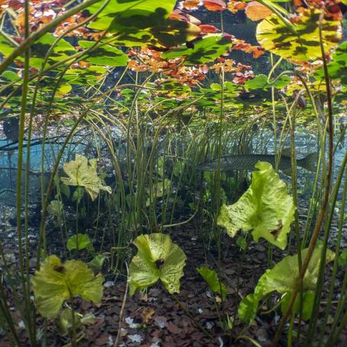 Junger Hecht versteckt sich unter Wasserpflanzen.