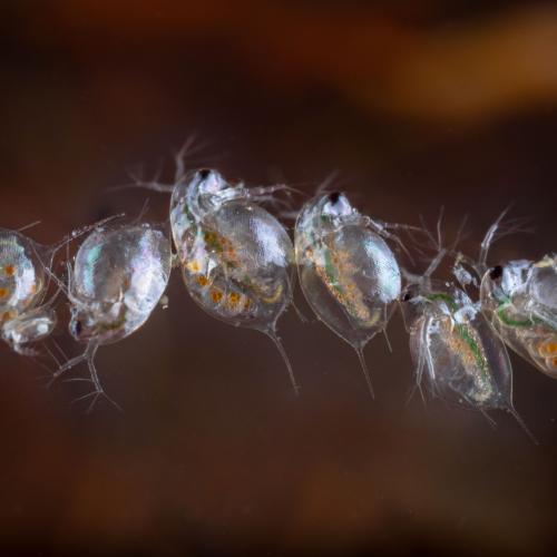 6 aneinander gereihte Wasserflöhe unter dem Mikroskop