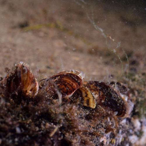 Invasive zebra mussels in a lake