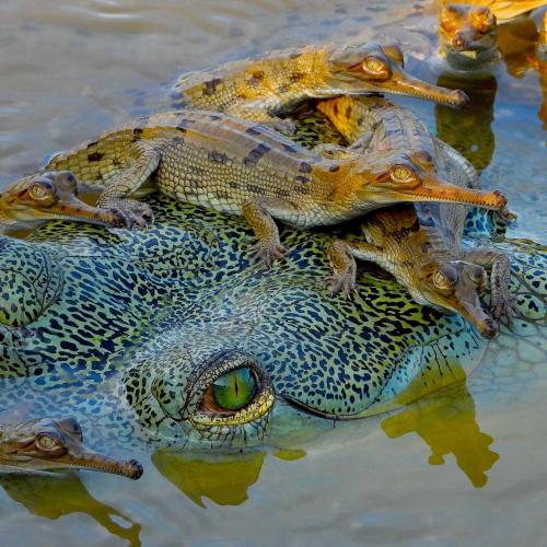 Foto von Gavial mit Nachwuchs.