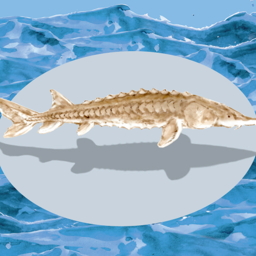 a sturgeon in the sea