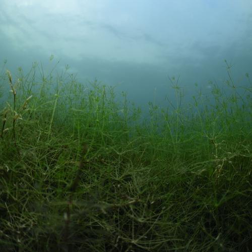 Unterwasserfoto von vielen Armleuchteralgen.