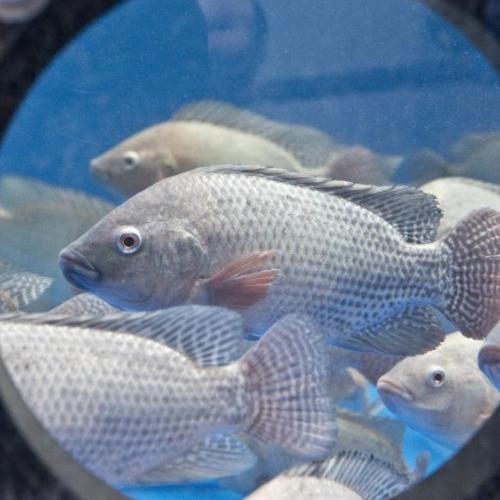 Tilapia in a research circulation system of IGB