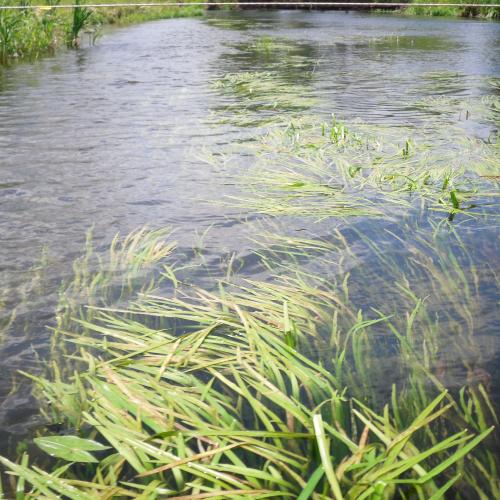 Aquatic plants in the German river Spree.