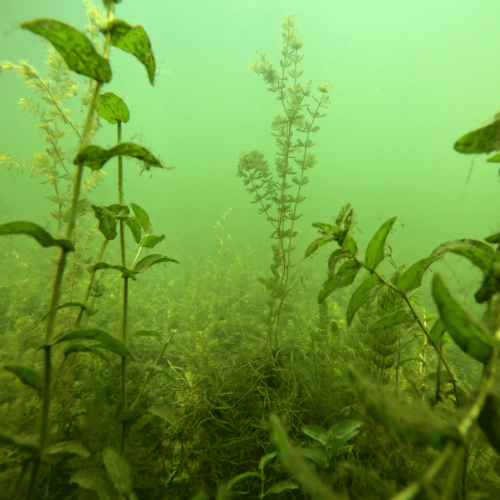 Macrophyte stand underwater in Muggelsee