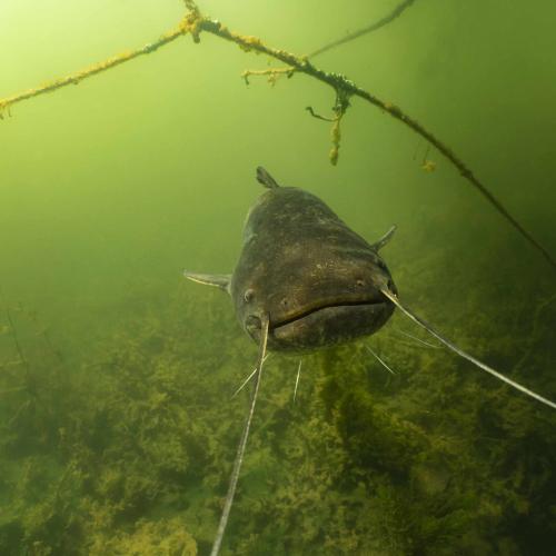 Catfish swimming in a lake