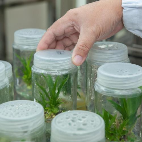 Plant tissue culture facility