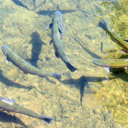 Picture of trout in the water.