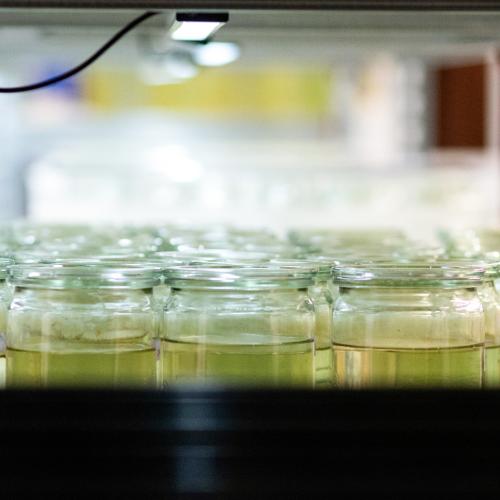 Decorative image: Water flea cultures in the IGB laboratory