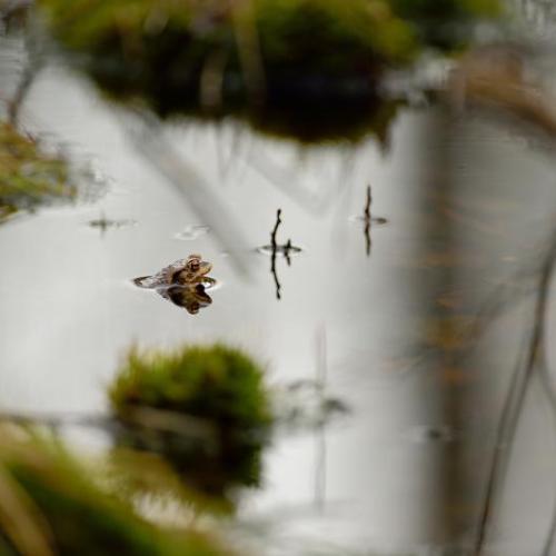 Illustration: Common toad in a pond