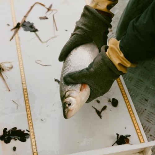 Ein Fisch wird vermessen.