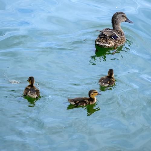 Dekoratives Bild: Vier Enten