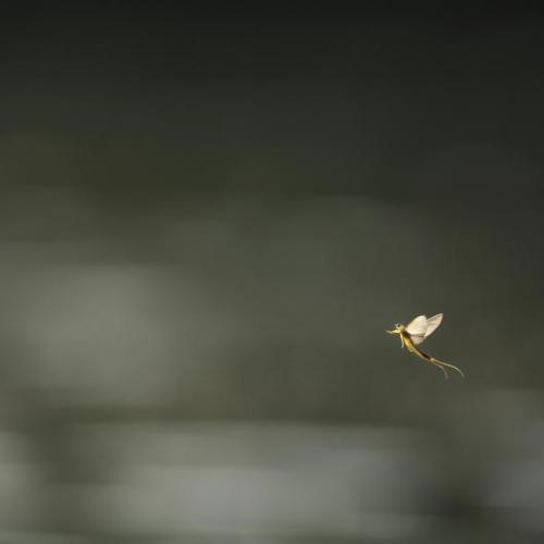 Dekoratives Bild: Eine Eintagsfliege schwirrt &uuml;ber die Wasseroberfl&auml;che.