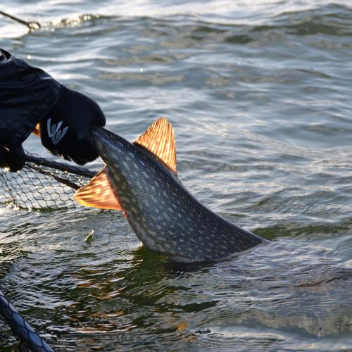 a pike being released