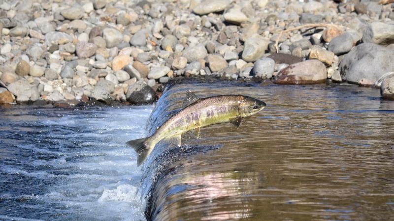 Ein Atlantischer Lachs schwimmt gegen den Strom.