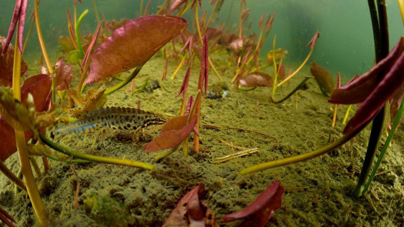 A small newt at the bottom of a lake, surrounded by aquatic plants