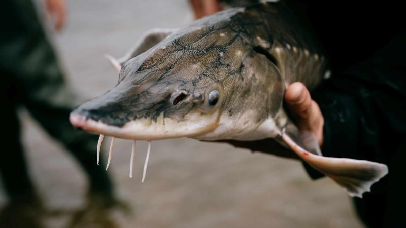 A sturgeon in the hand of a researcher. 