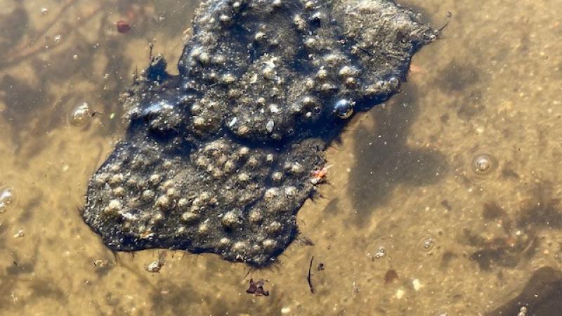 Pflanzen-assoziierte Cyanobakterien im Wasser