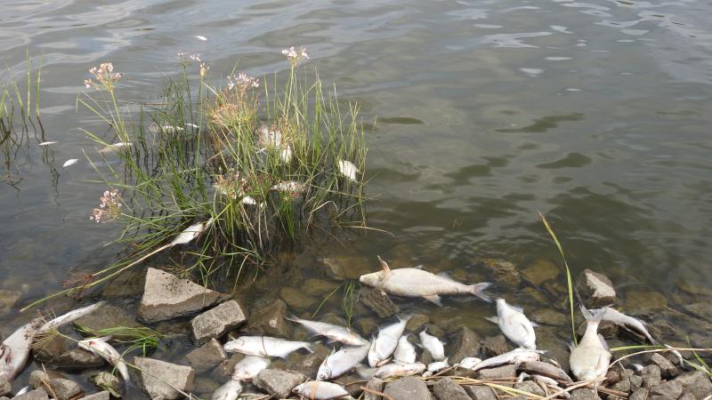 Tote Fische am Ufer der Oder