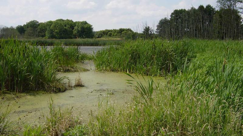 Shallow water area in a floodplain.