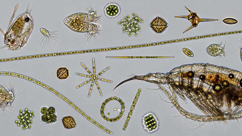 Mikroskopische Aufnahme verschieder Lebewesen, die zum Plankton geh&ouml;ren.