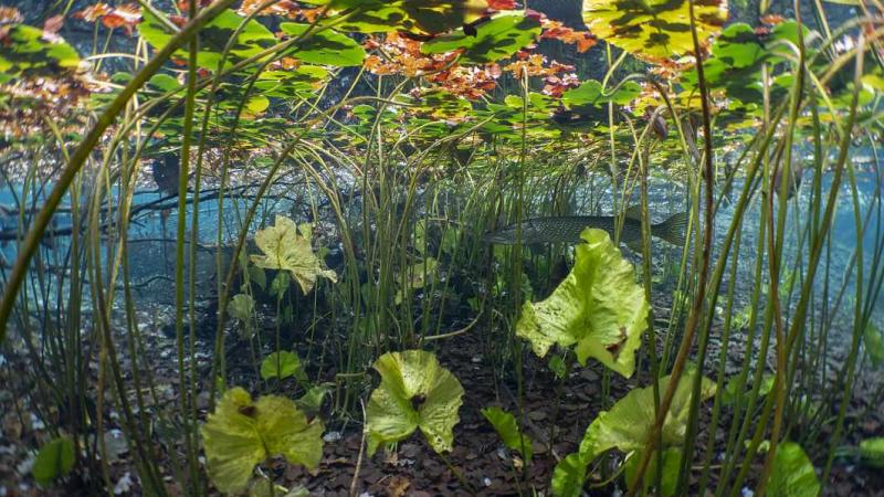 Young pike is hiding between macrophytes