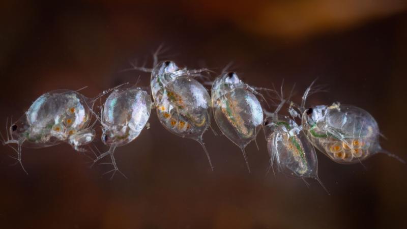 6 aneinander gereihte Wasserflöhe unter dem Mikroskop
