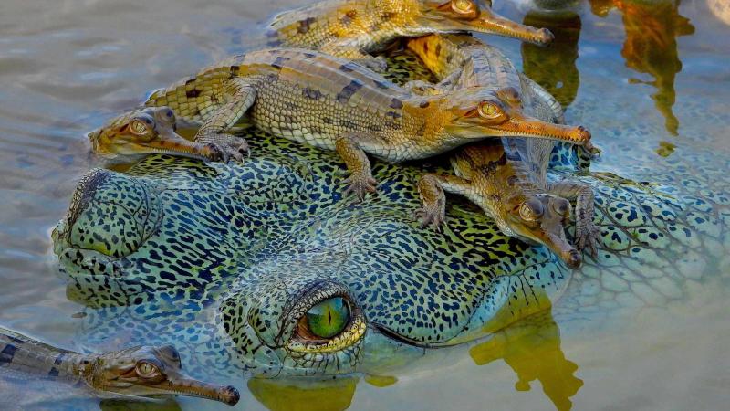 Foto von Gavial mit Nachwuchs.
