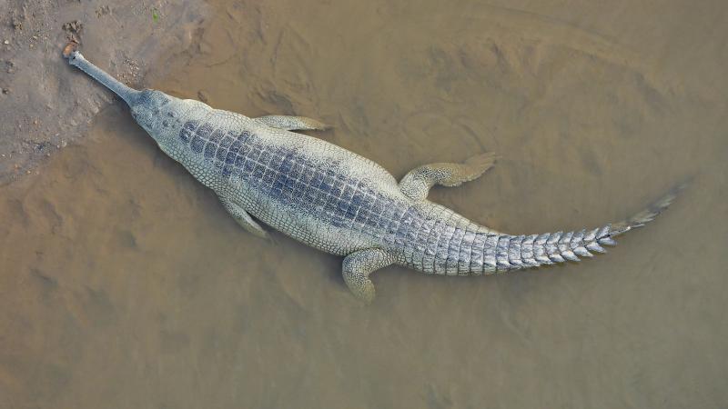 Photo of adult femal gharial.
