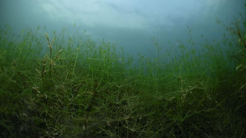 Unterwasserfoto von vielen Armleuchteralgen.