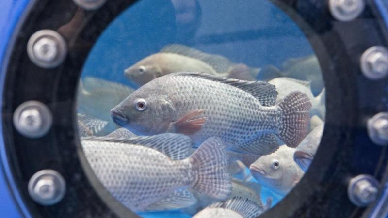 Tilapia in einer Kreislaufforschungsanlage des IGB