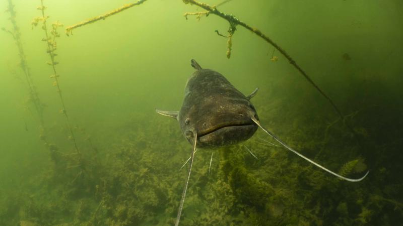 Catfish swimming in a lake