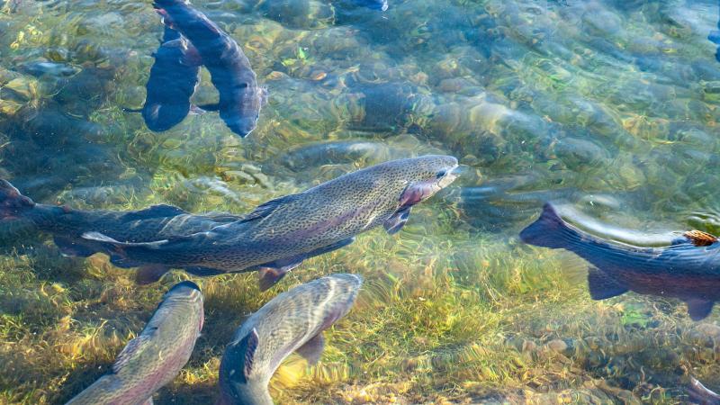 Rainbow trout in a pond.