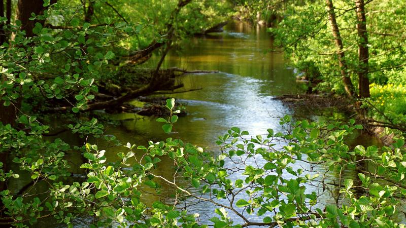 River with alder trees growing on the banks.